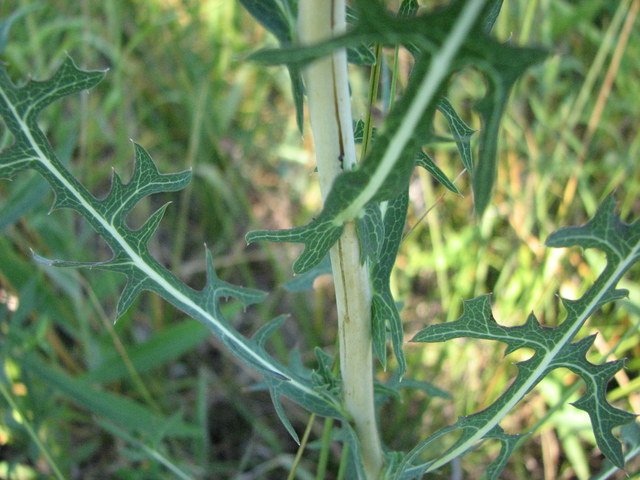 Lactuca saligna