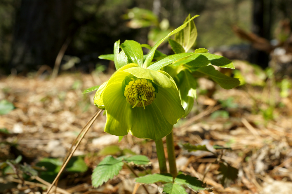 Helleborus cyclophyllus
