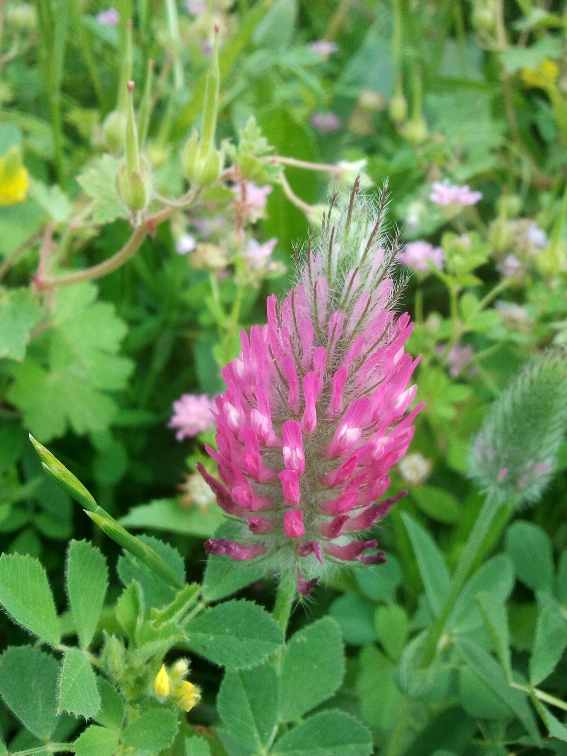Trifolium purpureum