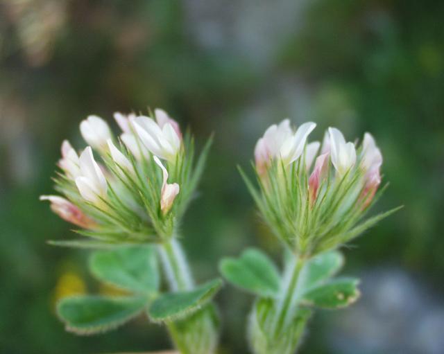 Trifolium stellatum