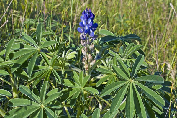 Lupinus graecus