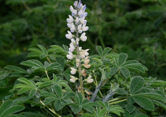 Lupinus albus