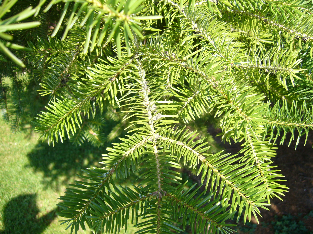 Κεφαλληνιακή Ελάτη ή Abies Cephalonica