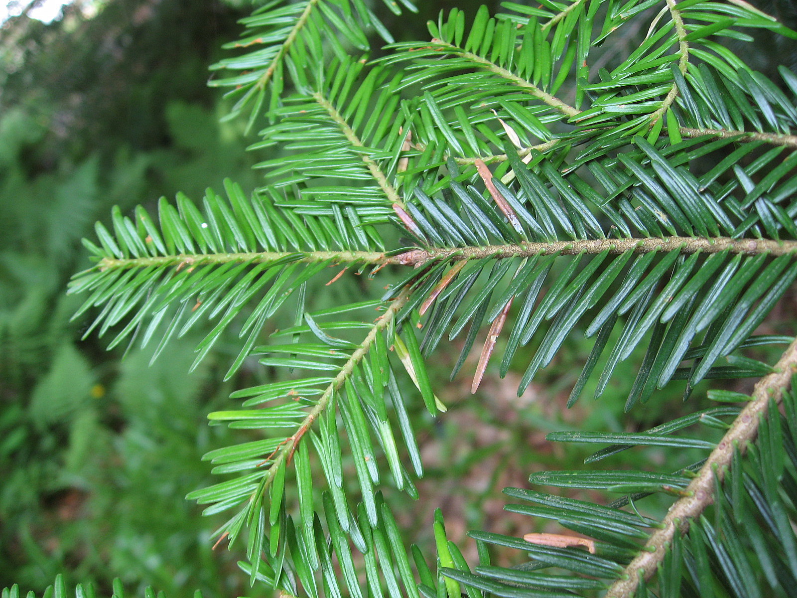 Λευκή Ελάτη ή Abies Alba