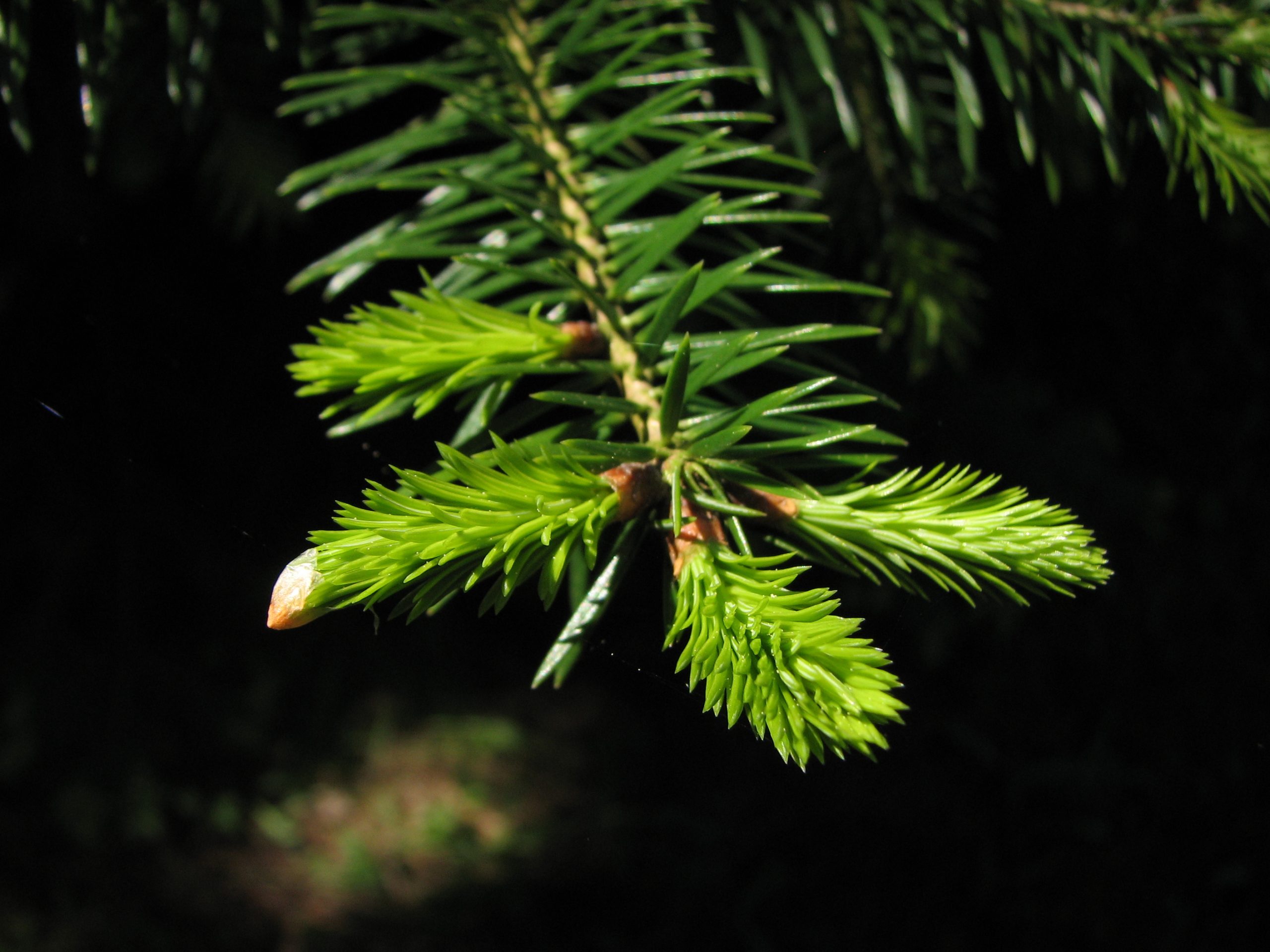 Υβριδογενής Ελάτη ή Abies Borisii Regis