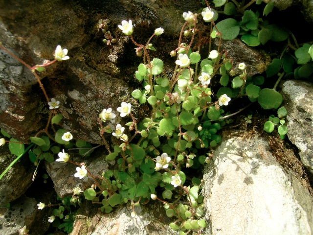 Saxifraga hederacea 