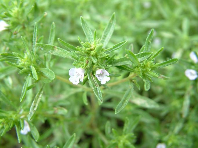 Satureia hortensis 
