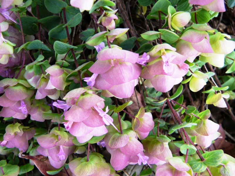 Origanum Tournefortii