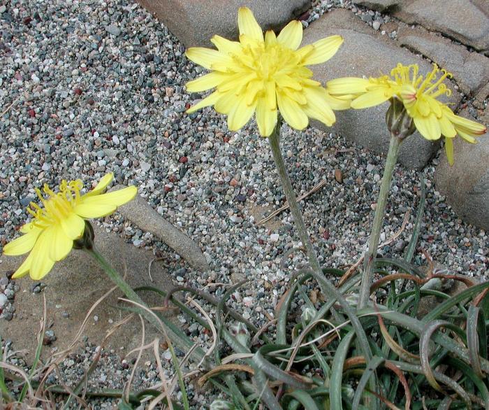 Scorzonera cretica Wild ή σταρίδα ή σκούλος ή σαλσιφί Scorzonera cretica Wild ή σταρίδα ή σκούλος ή σαλσιφί