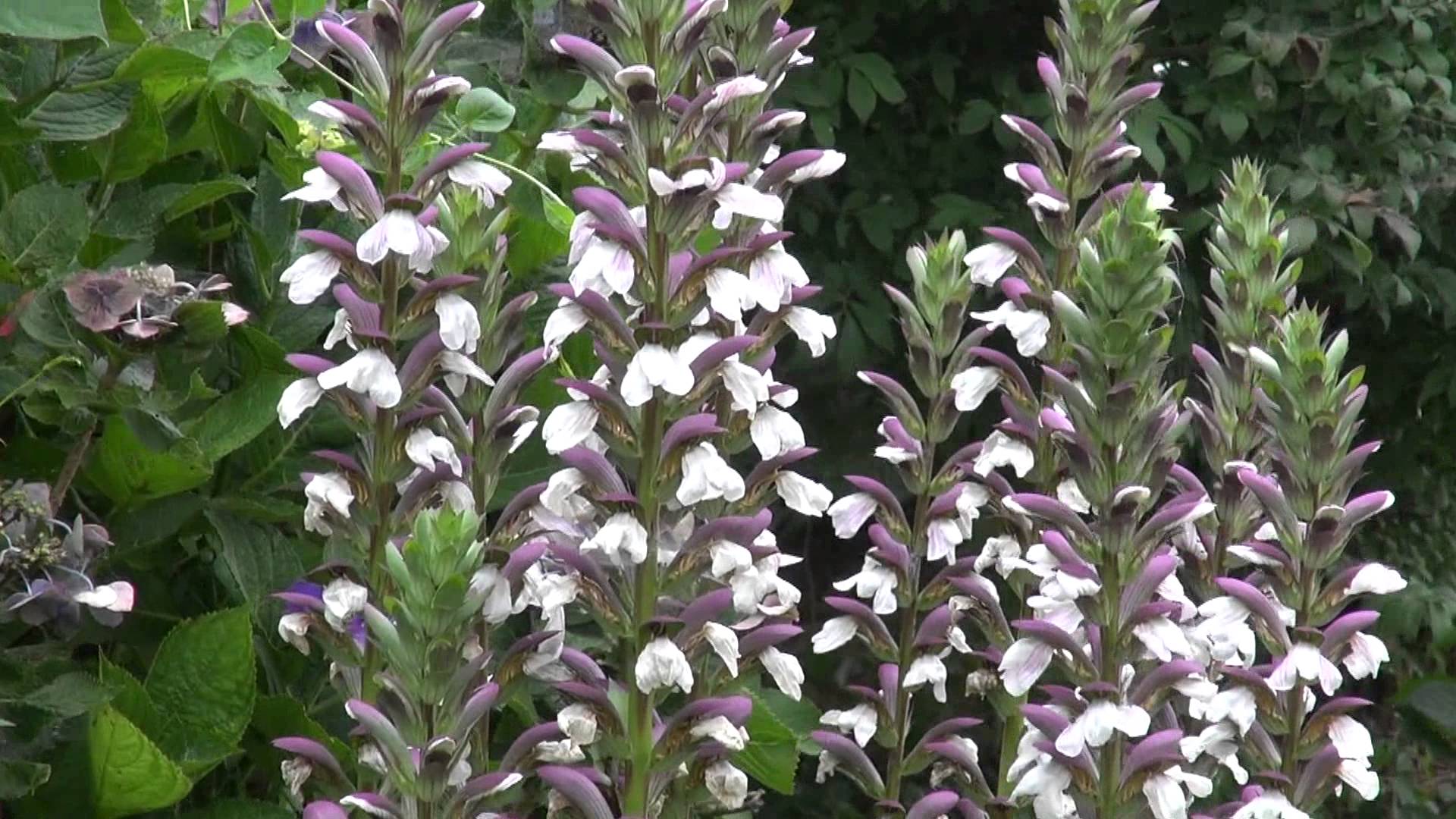 Acanthus mollis