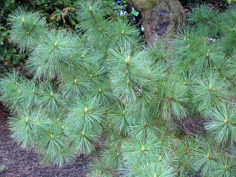 Pinus peuce 