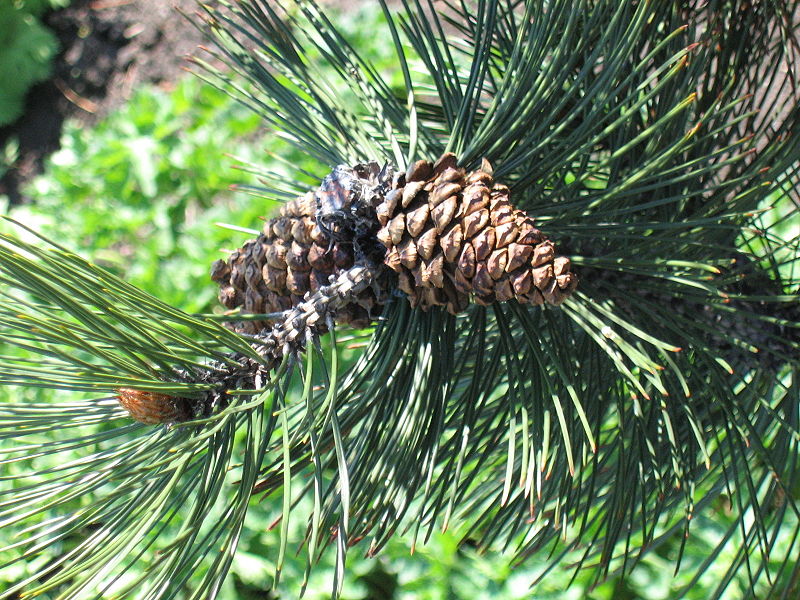 Pinus heldreichii