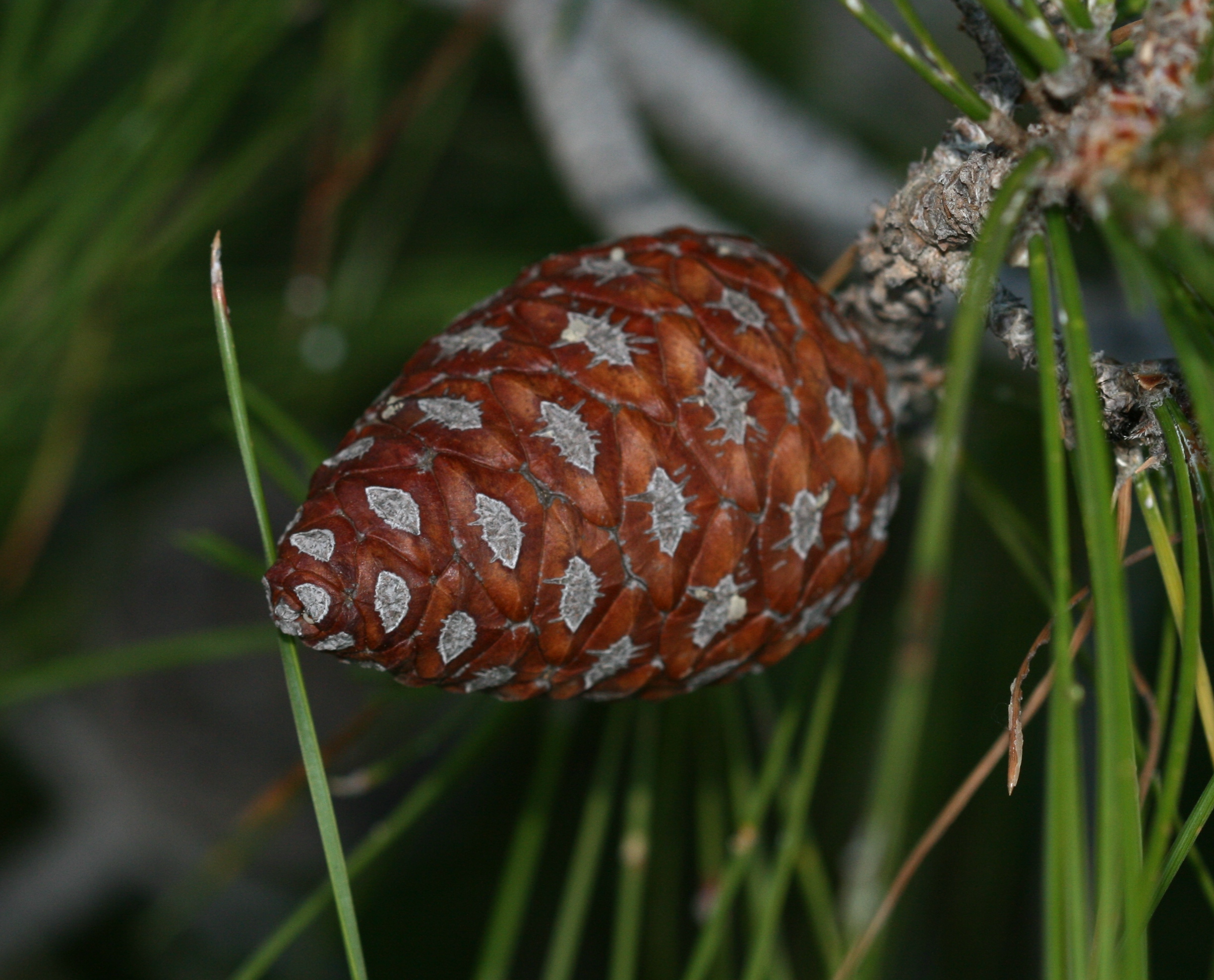 Pinus brutia