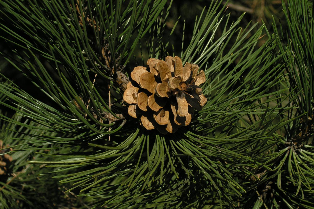 Pinus nigra