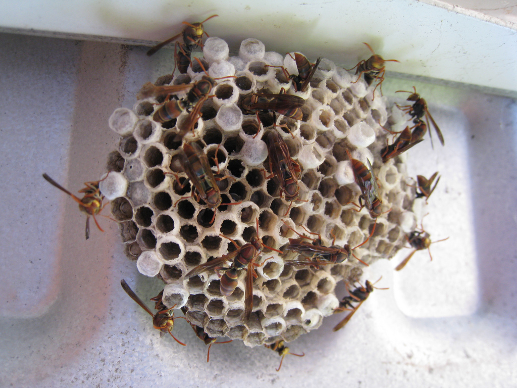 wasps 3