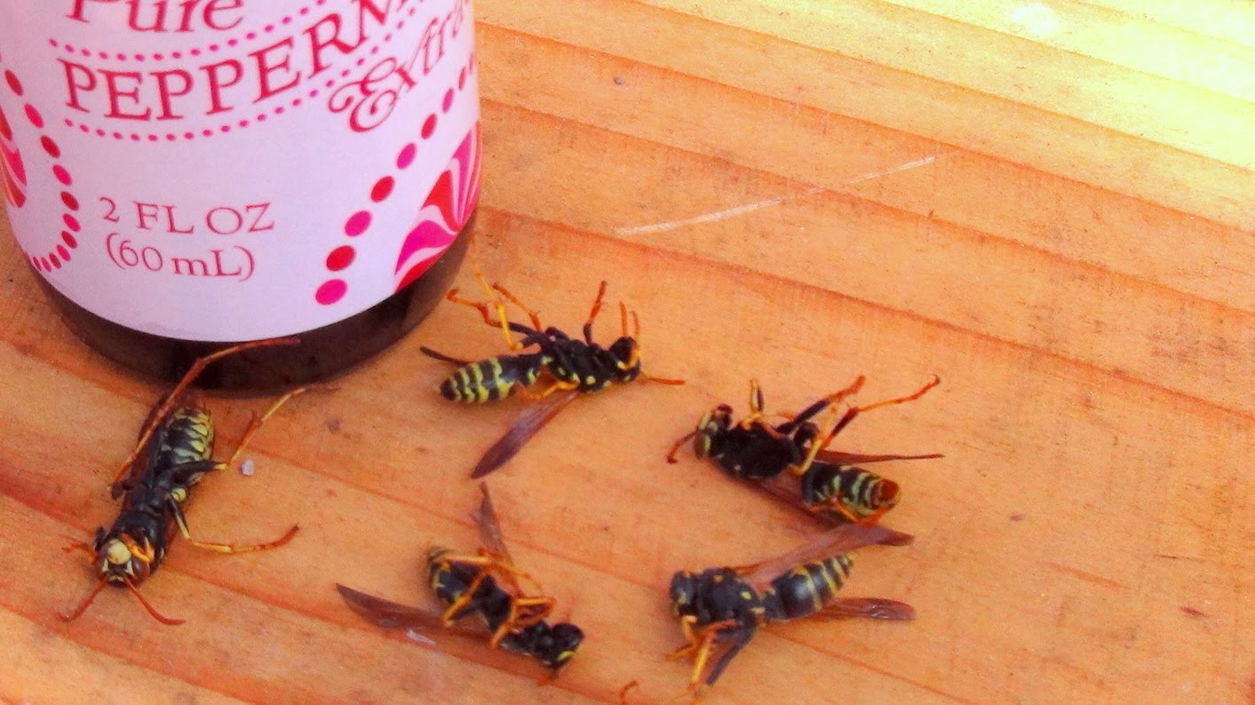 wasps 4