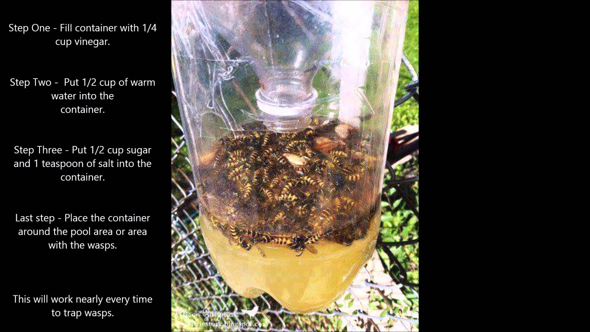 wasps 5