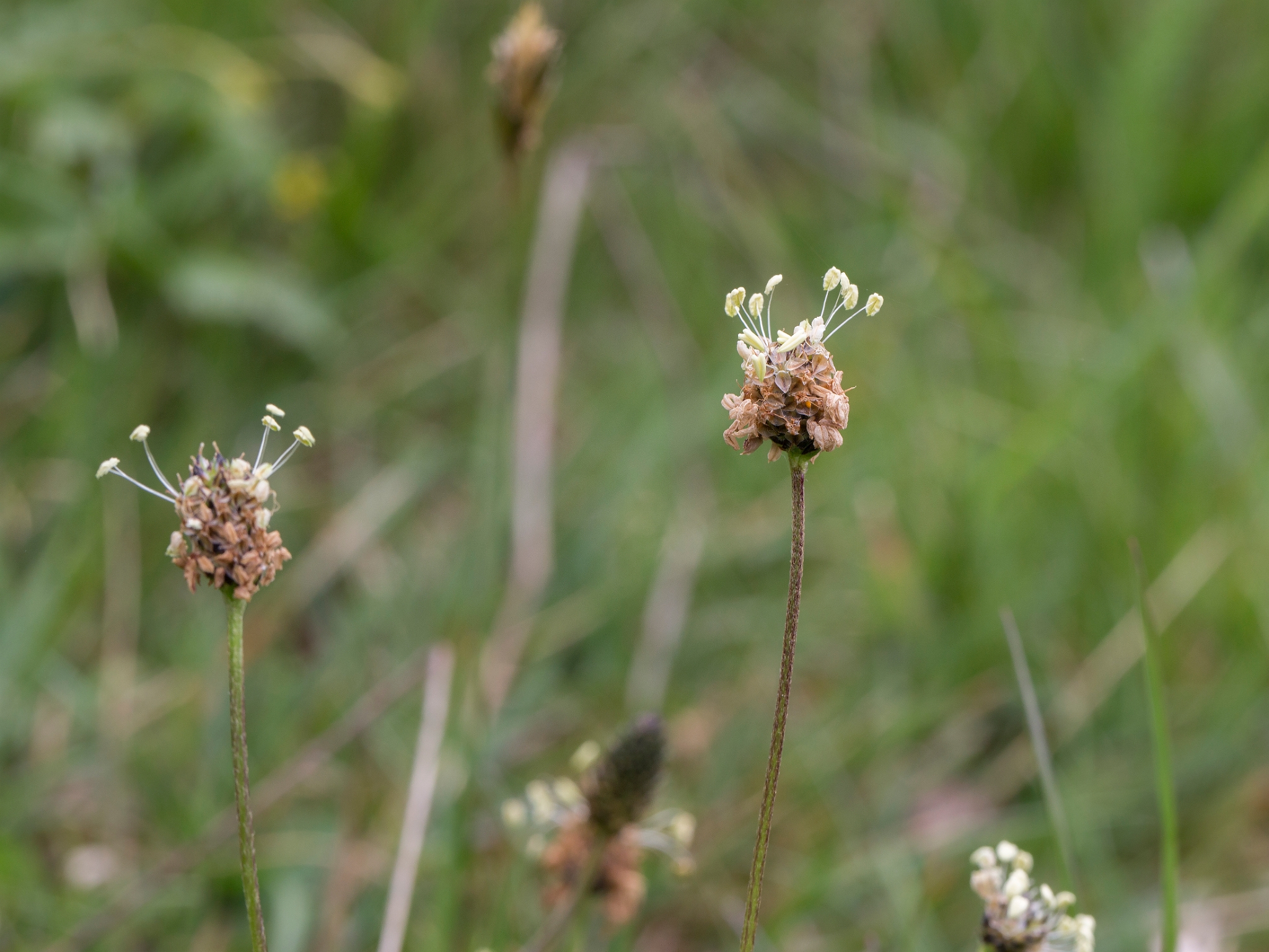 plantago 9