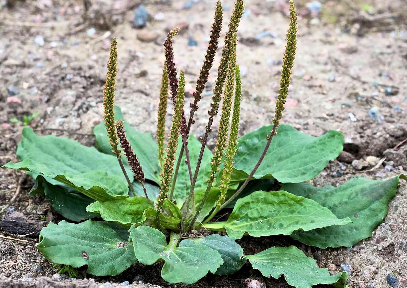 plantago 5