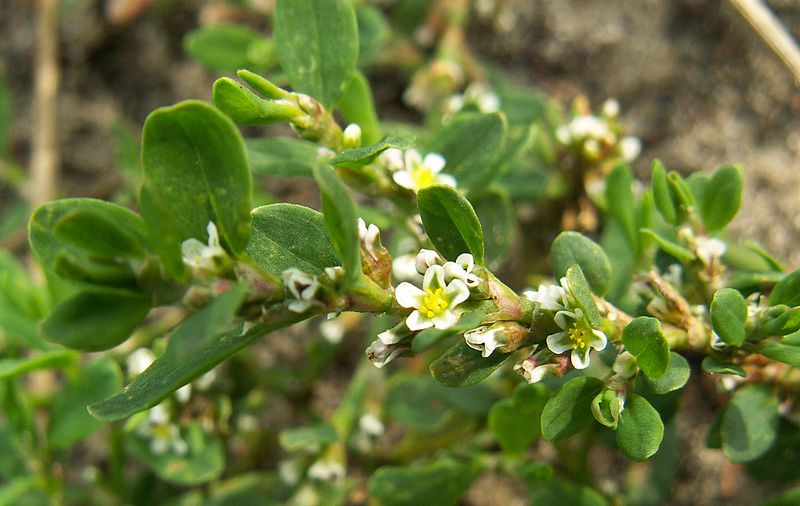 Tο πολύγωνο το πτηνόφιλο ή Polygonum aviculare ή κολλινσόνια ή ψηδόχορτο ή ψιδόχορτο ή πολιόνατος ή πηλιόνατος polygonum 3