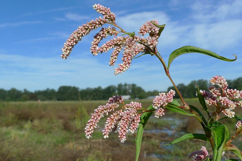 το πολύγωνο το πλατύφυλλο ή Polygonum lapathifolia ή περσικάρια ο υδροπέπερις ή Persicaria hydropiper polygonum 4