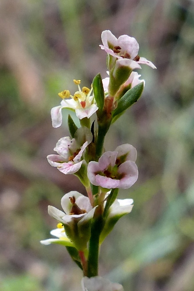 Η συρνάμενη ή πολυκόμπια ή Polygonum equisitiforme Sm. polygonum 5