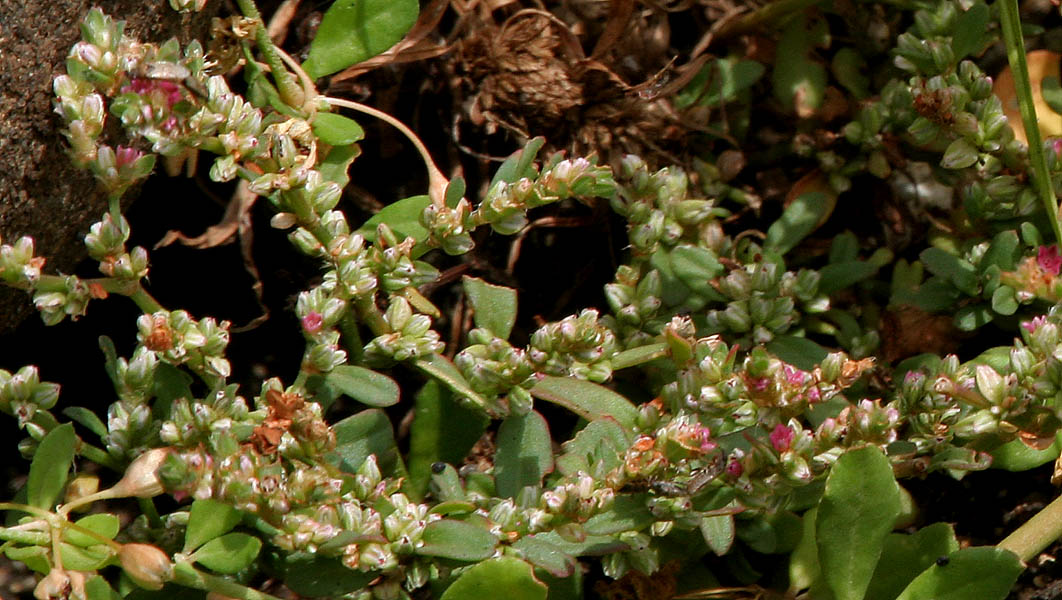 Η Νεβρίδα ή Polygonum idaeum Hayek polygonum 6