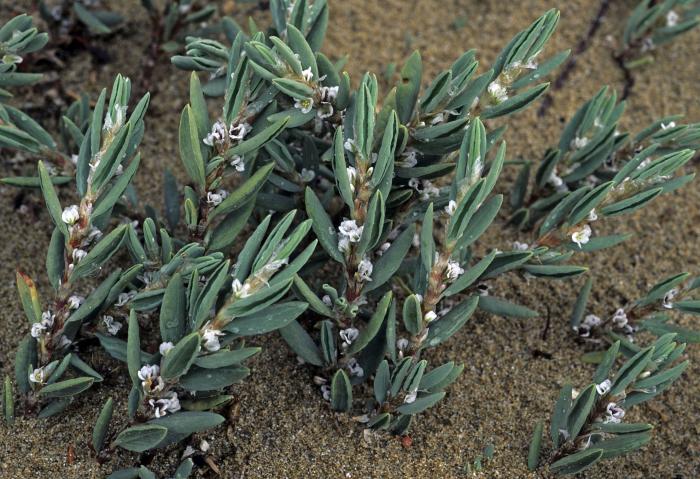 polygonum 7