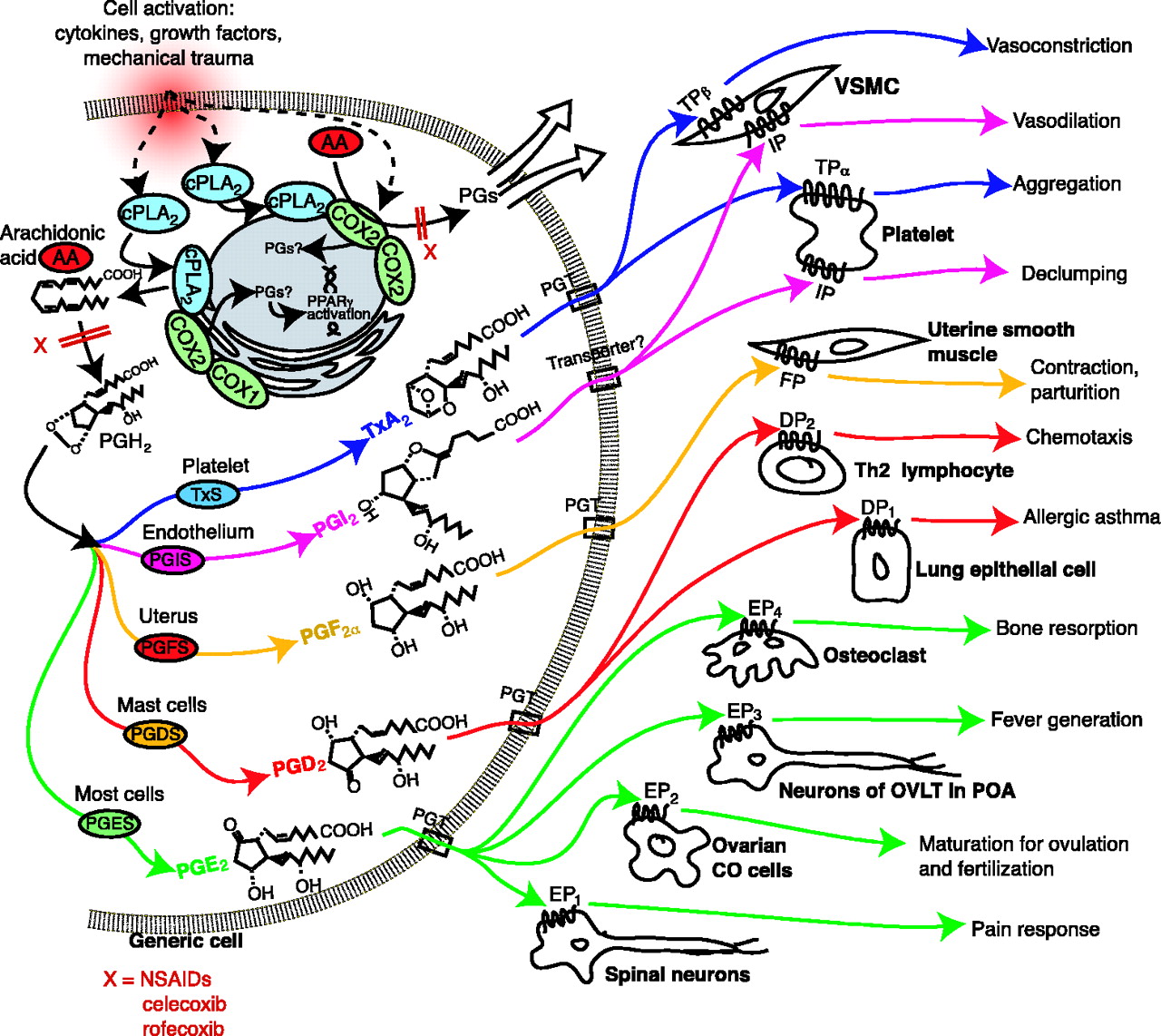 prostaglandines 3
