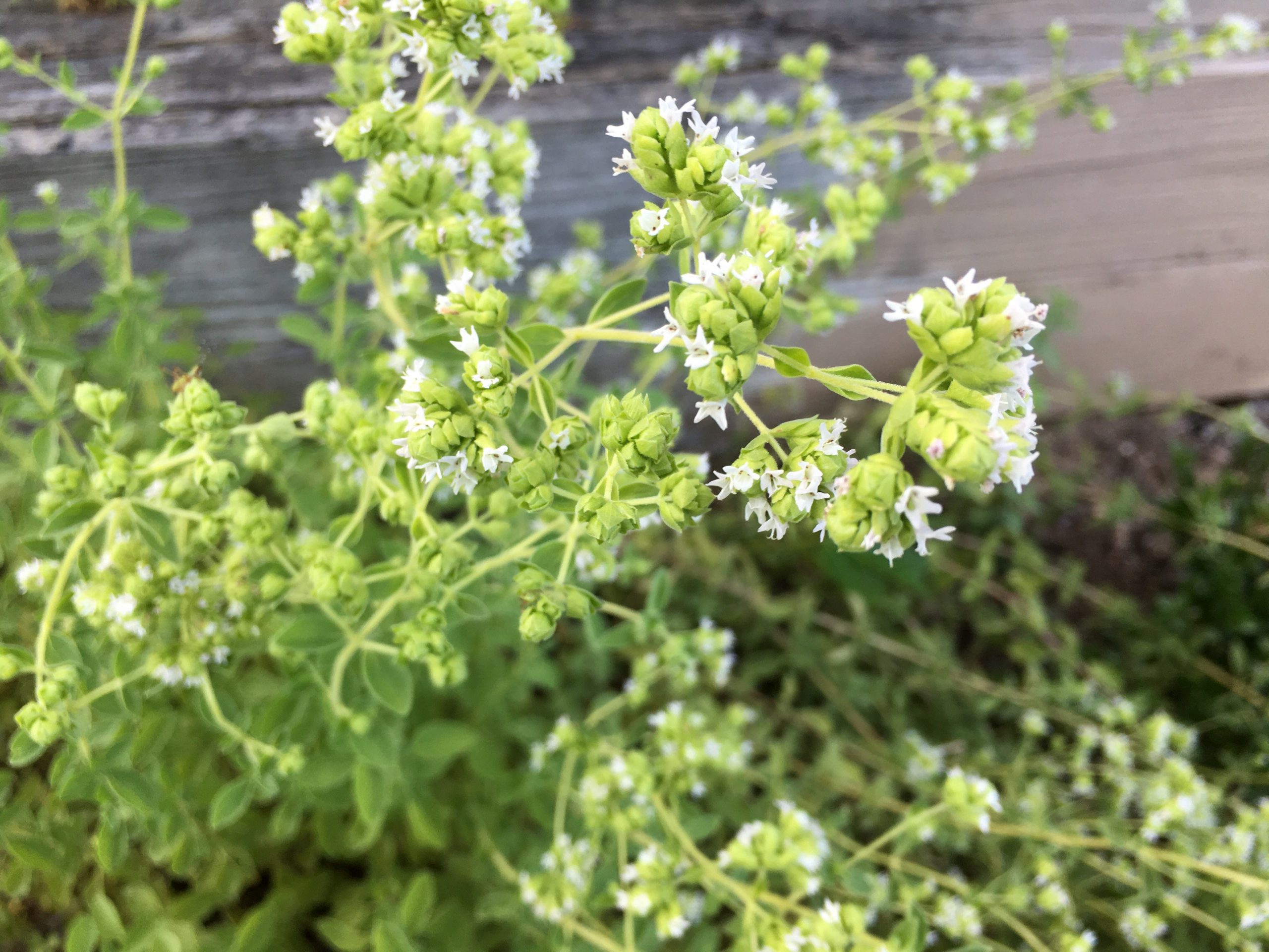 mantzoyrana 3