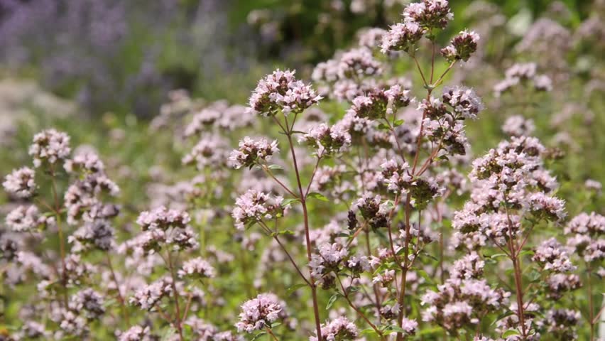 mantzoyrana 4