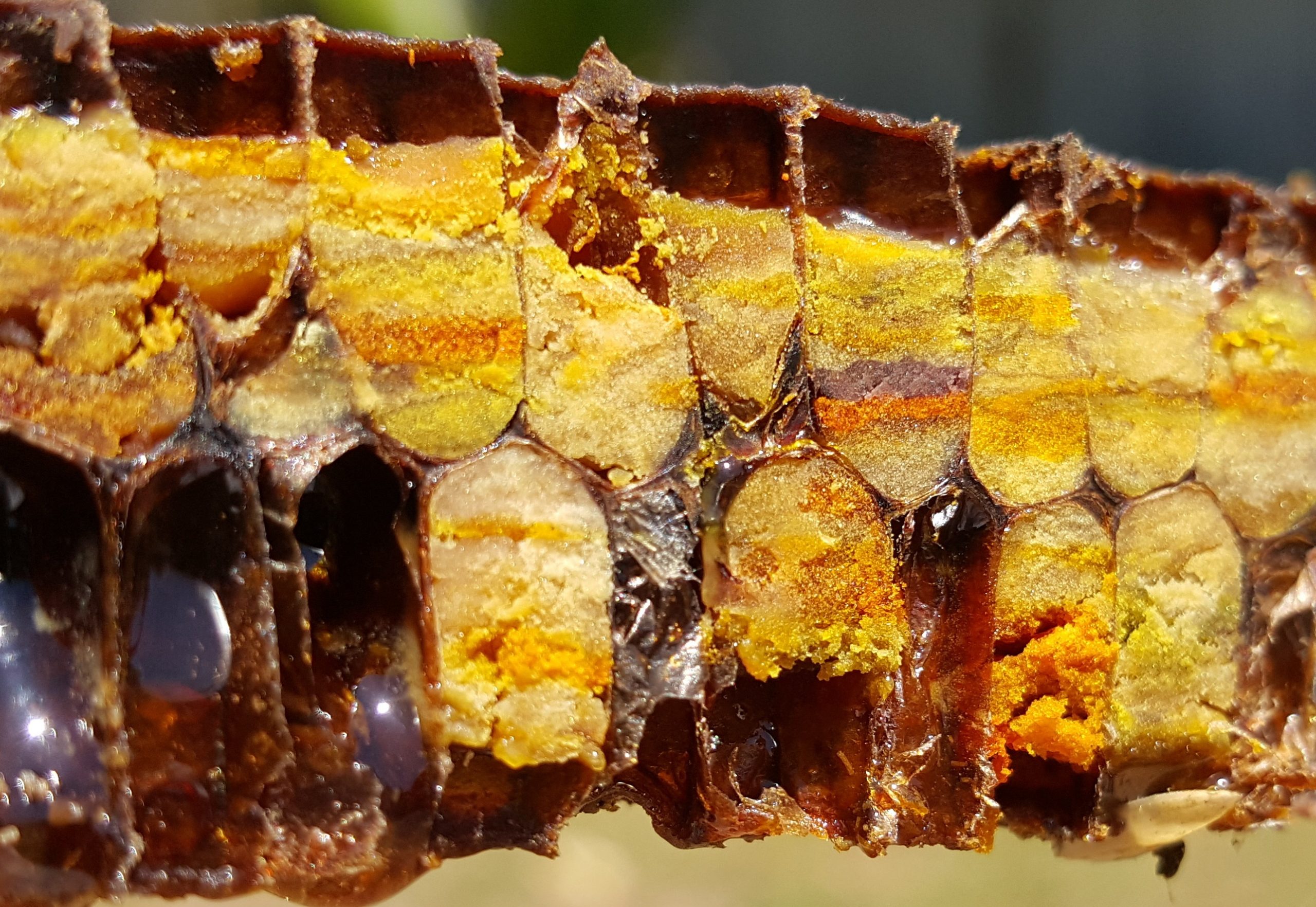 bee bread 2