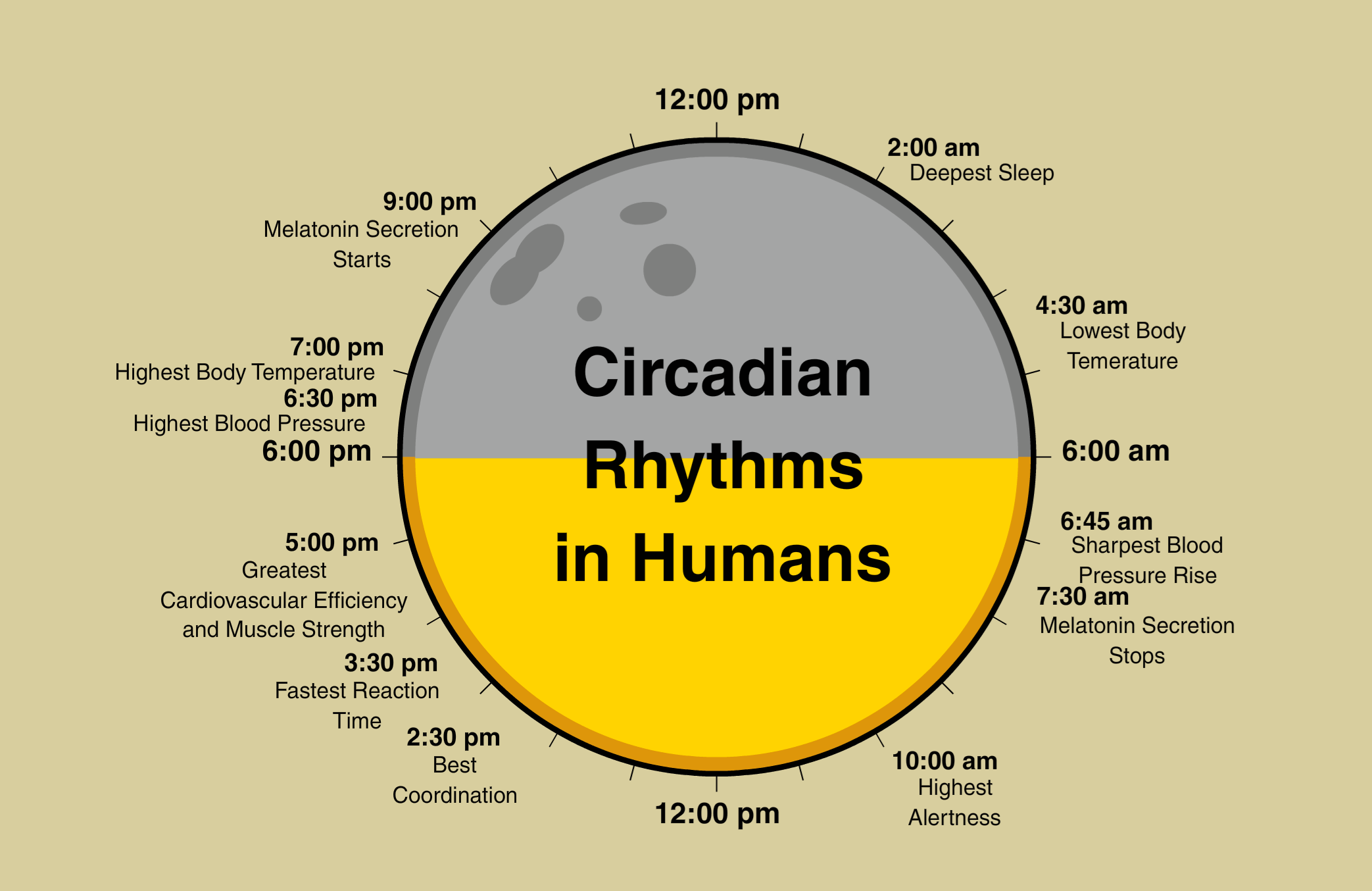 circardian 6