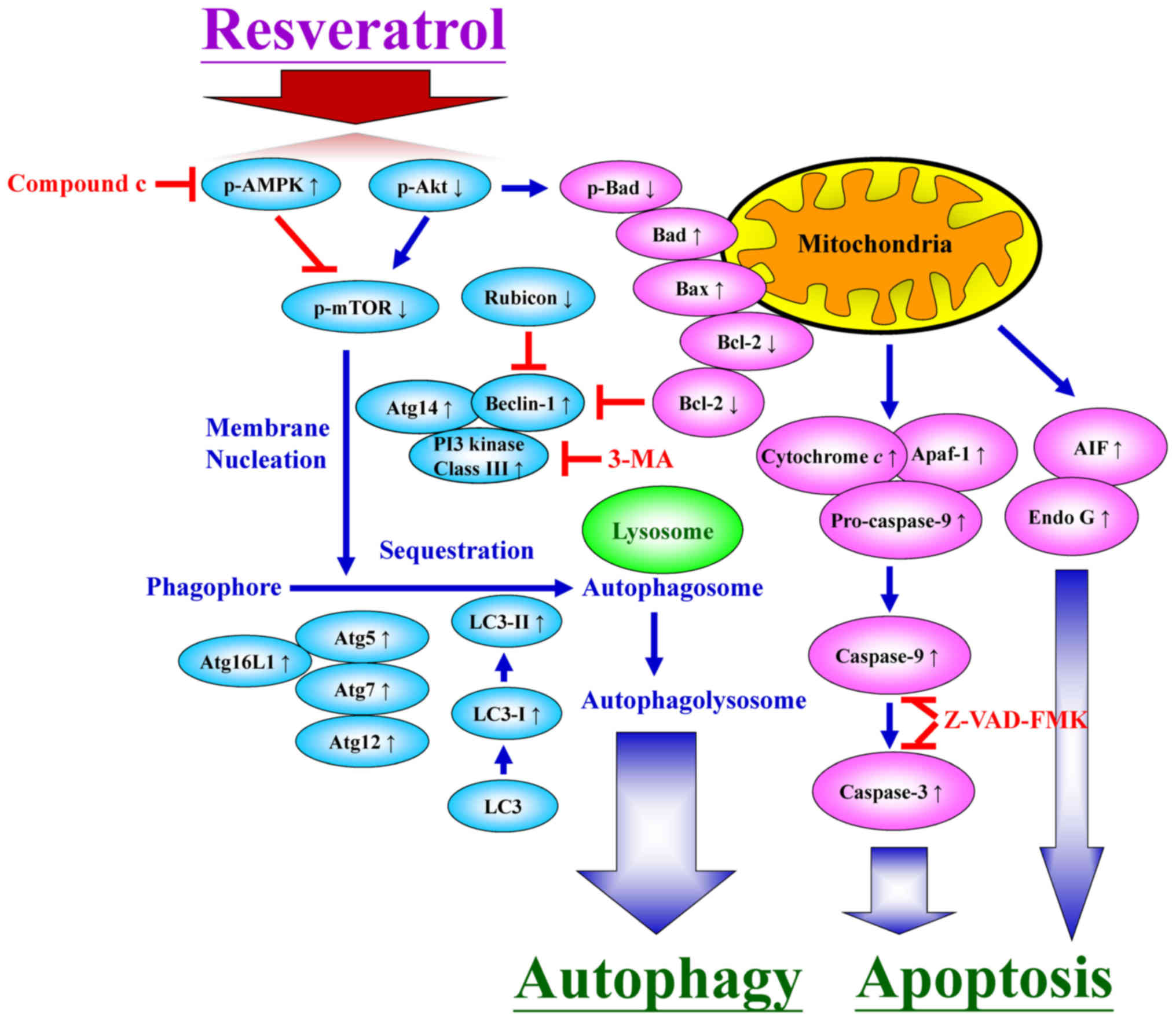 resveratrol good 6