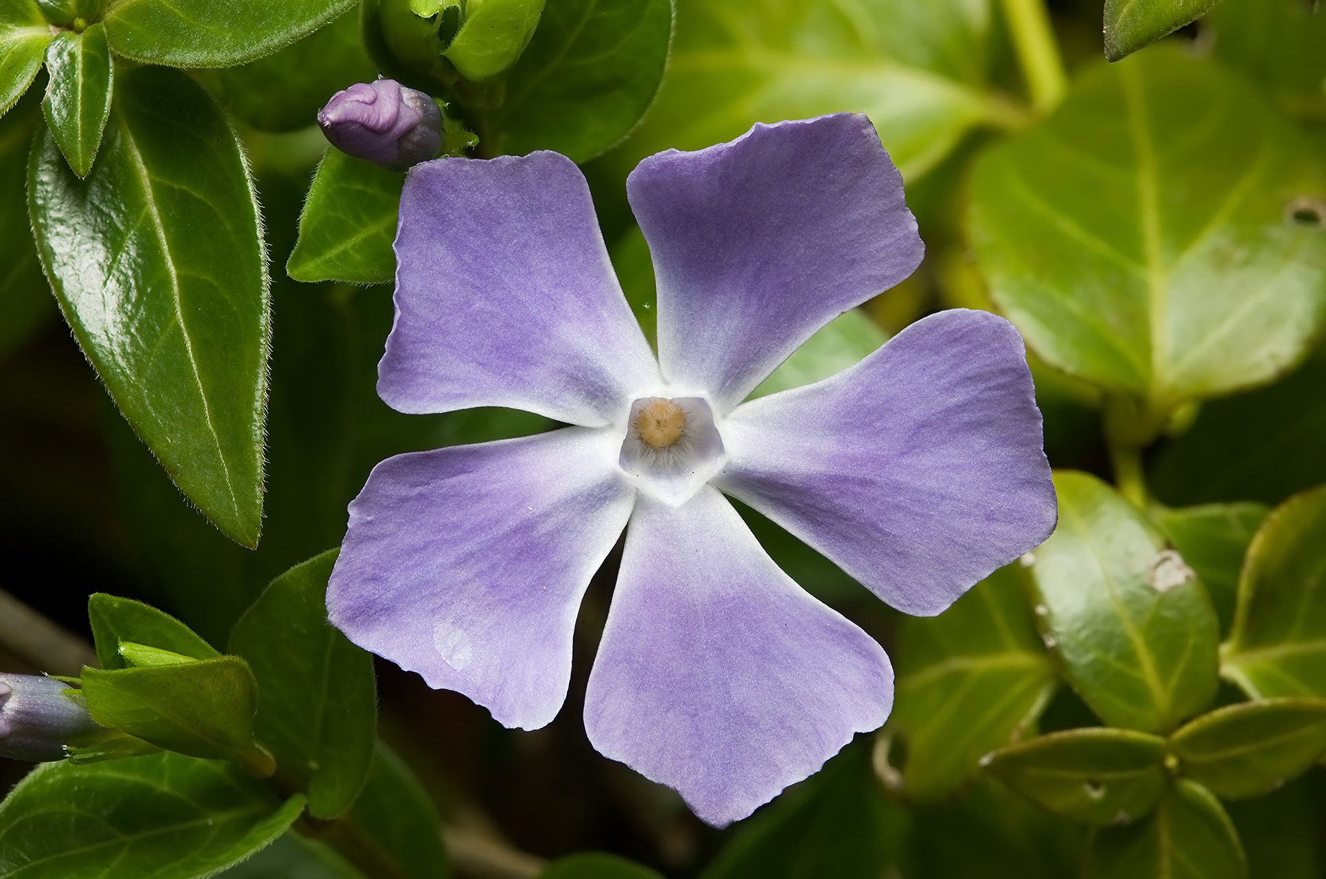 Vinca major agriolista 1