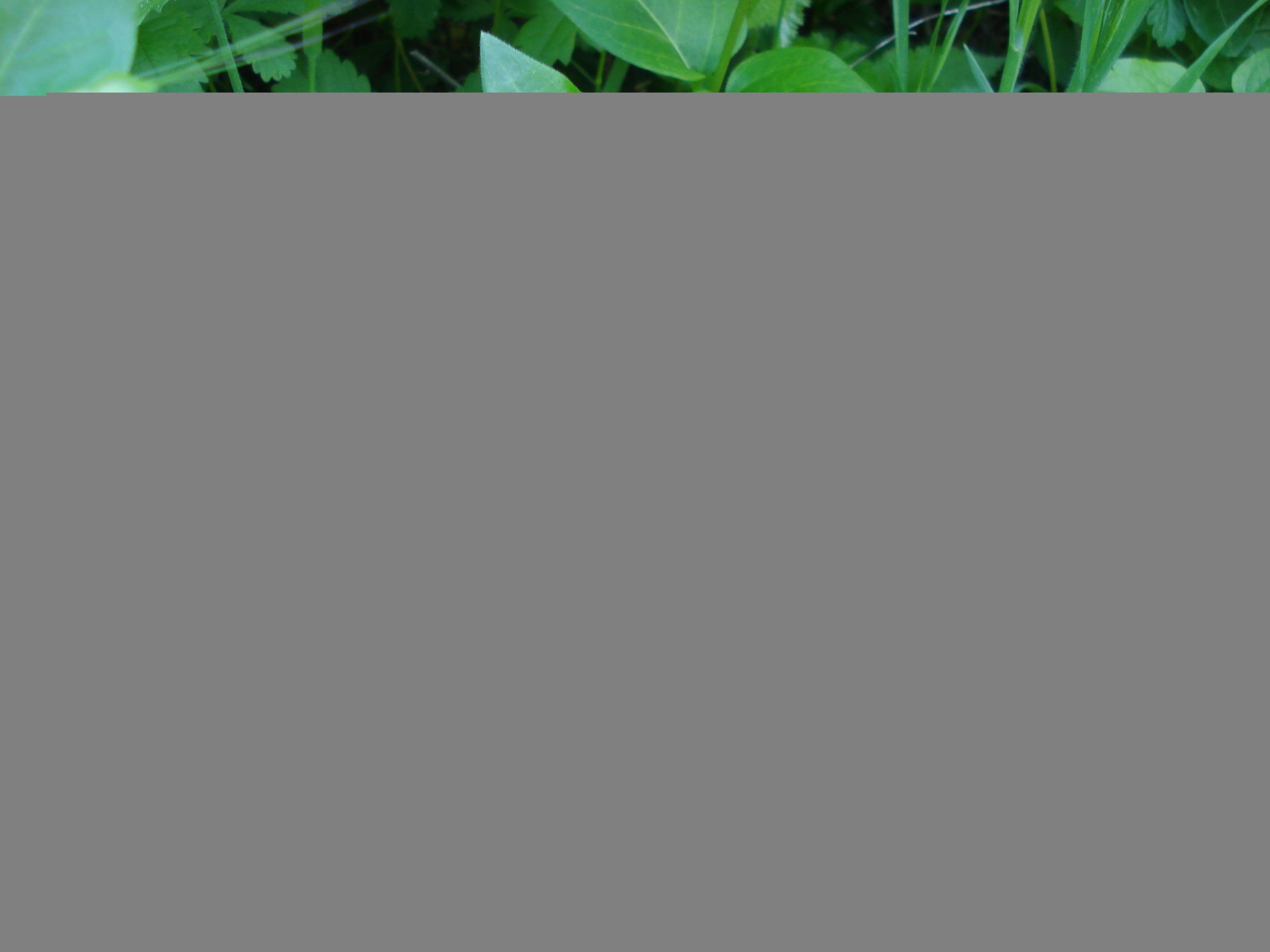 Vinca major agriolista 2