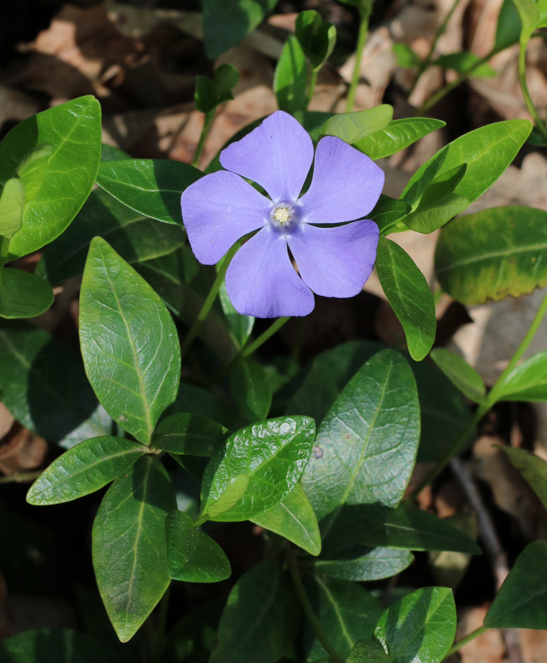 Vinca Minor agriolista 3