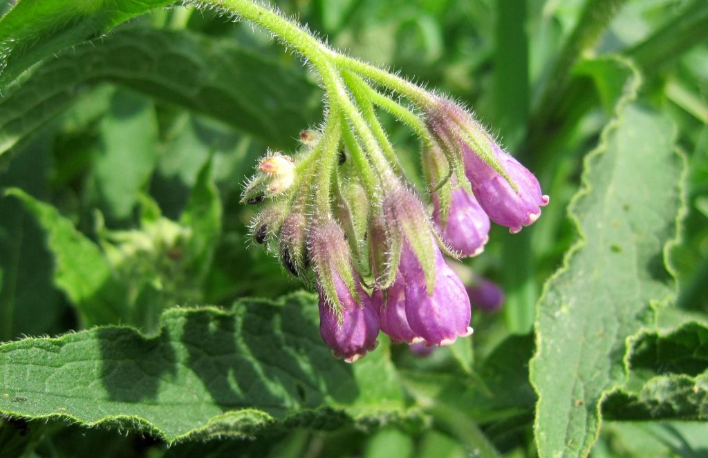 Το σύμφυτο το φαρμακευτικό ή Symphytum officinale ή στεκούλι ή χονδρούτσικο symphytum 4