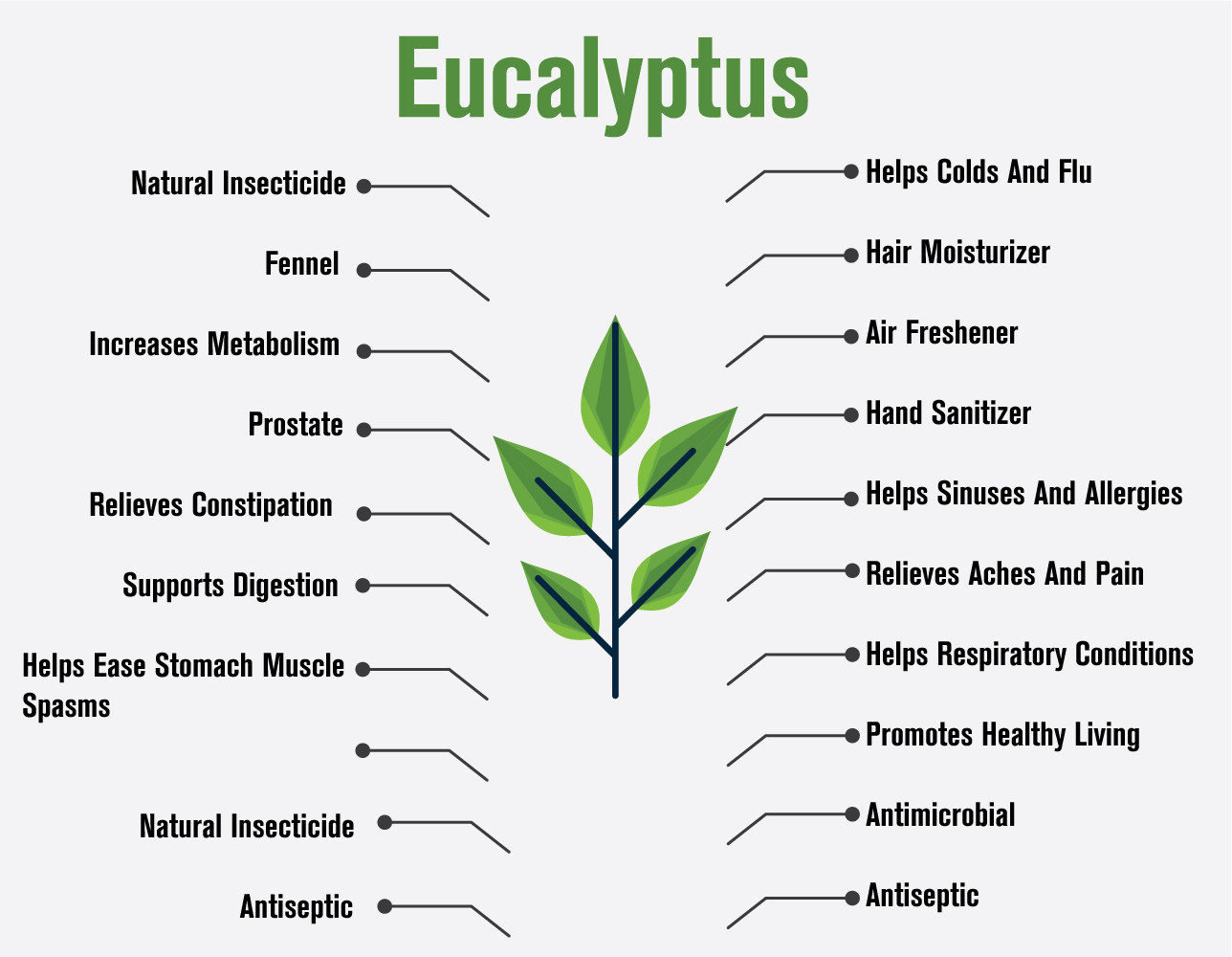 eucalyptus 2
