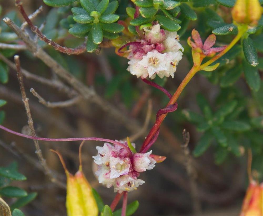 Cuscuta palaestina Boiss. 1849 8450 1