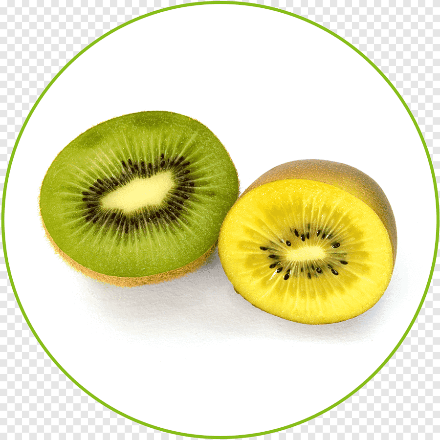 Actinidia