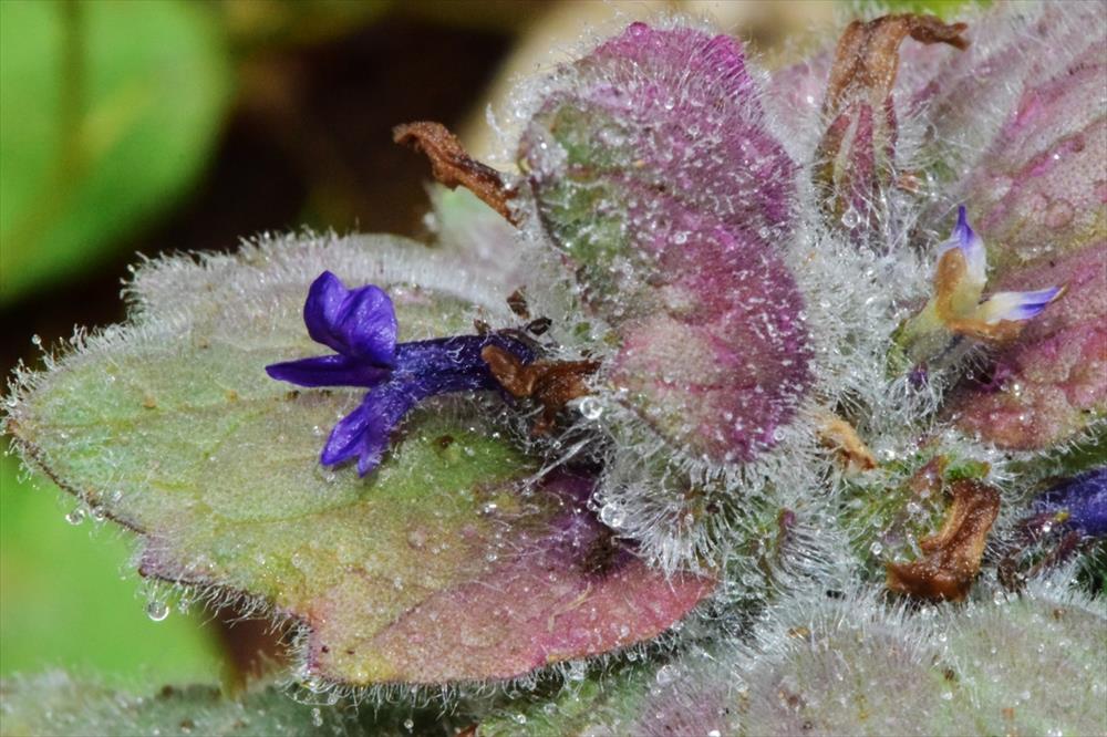 Ajuga orientalis subsp. aenesia Heldr. Pithos Damboldt 1985 3562 1