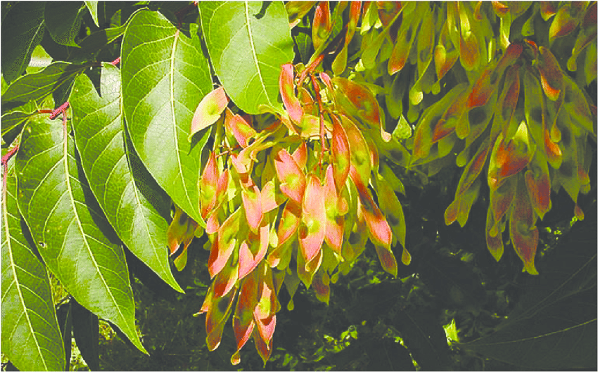 Tree of Heaven Ailanthus altissima Photo credit Chuck Bargeron University of