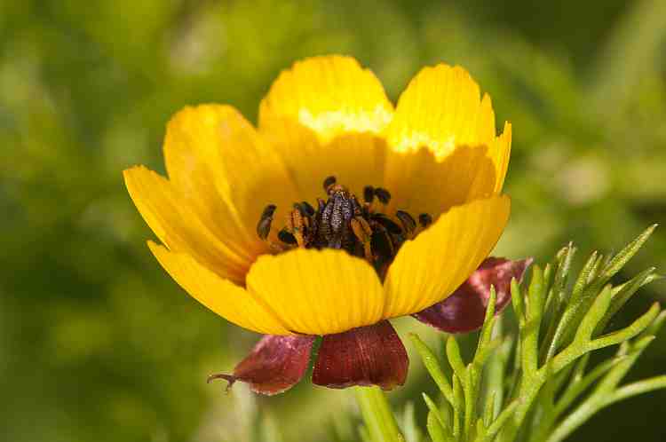 adonismicrocarpa750davies