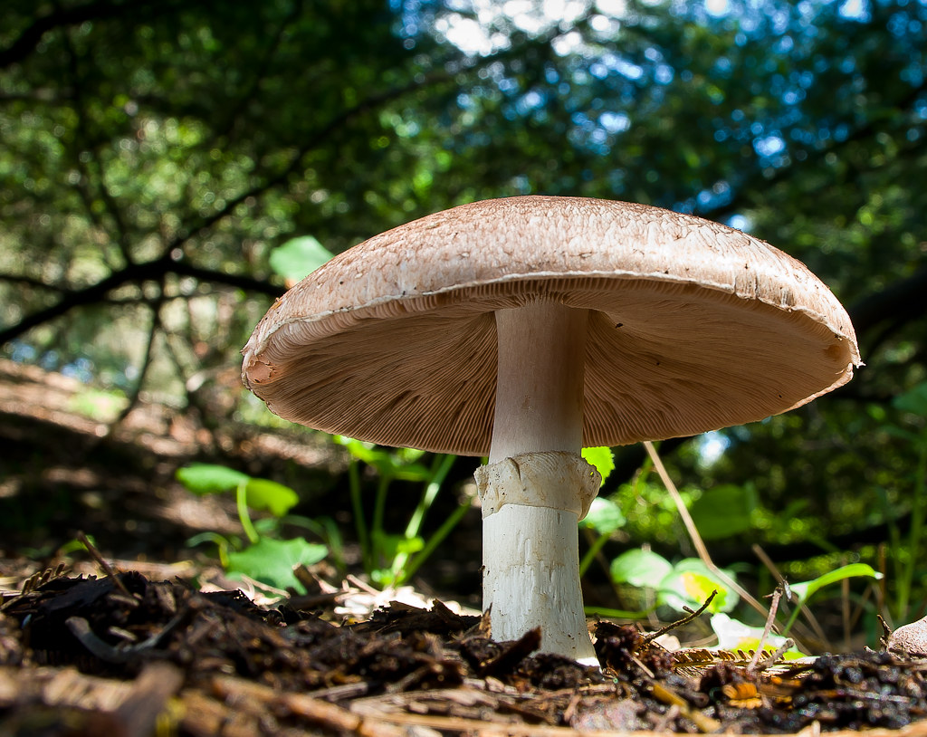 5524577035 b0745ca65c b