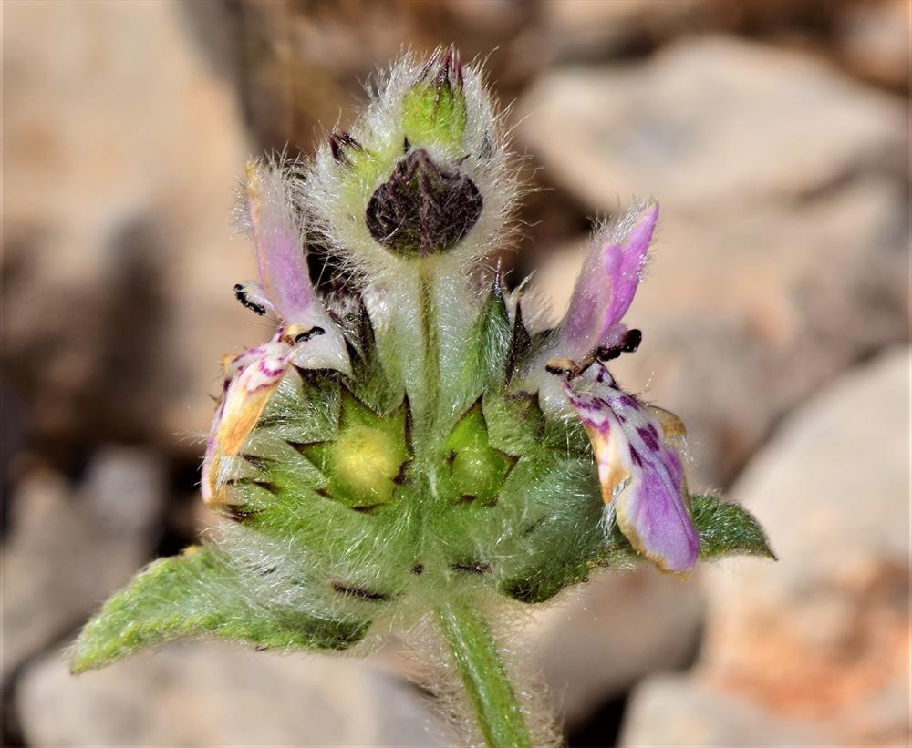 Stachys cretica subsp. salviifolia Ten. Rech. f. 1937 9909 8