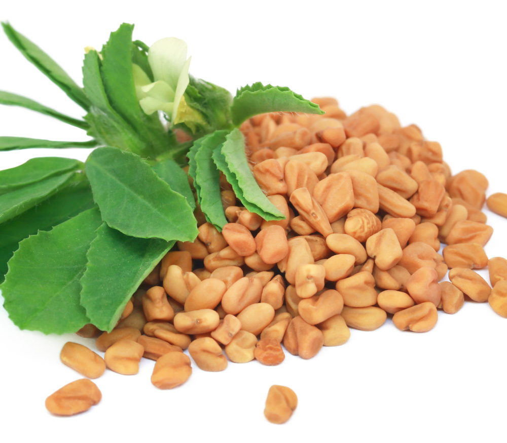 Trigonella foenum graecum2 s 50735.1620347548.1280.1280