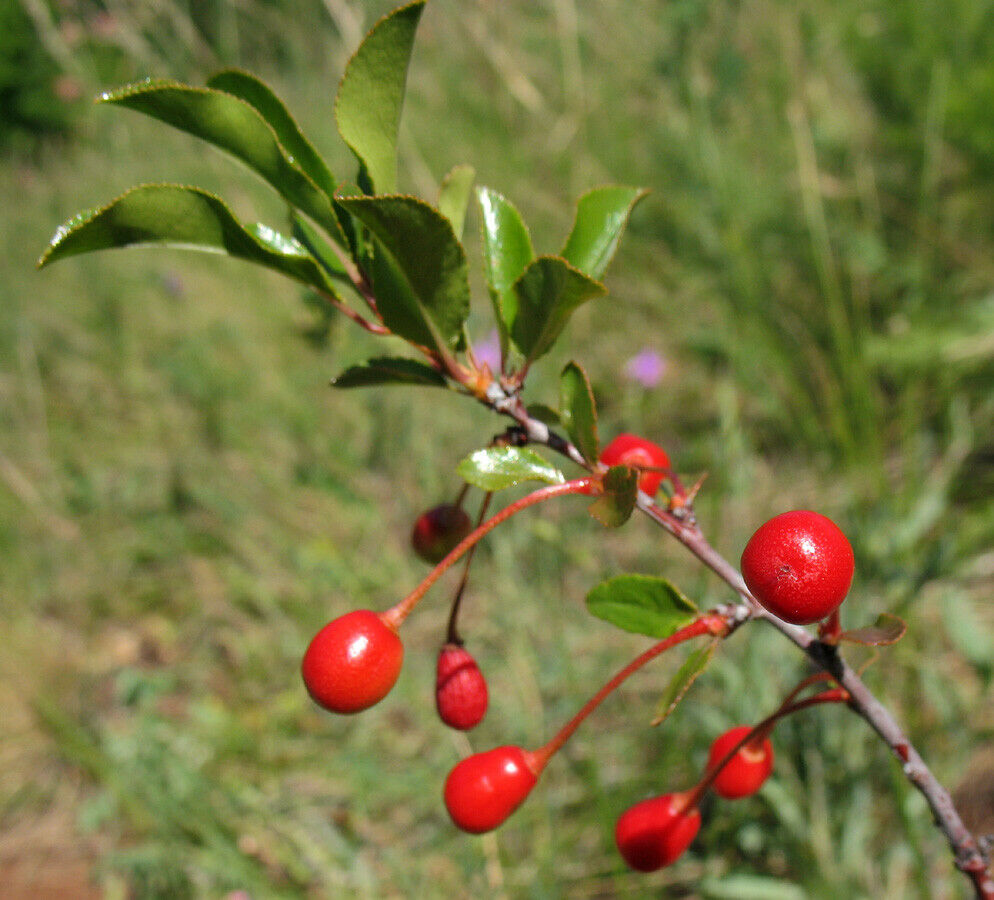 prunus cerasus 3