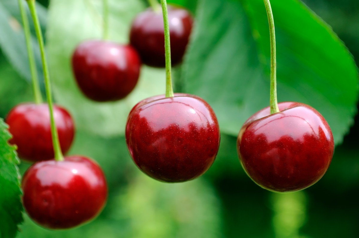 prunus cerasus 4
