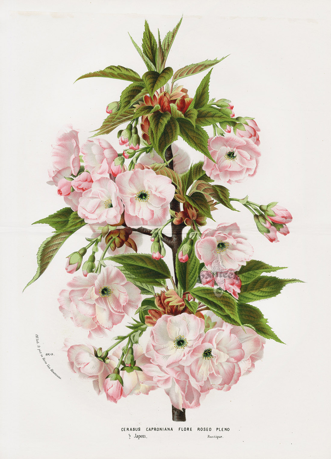 prunus cerasus 5